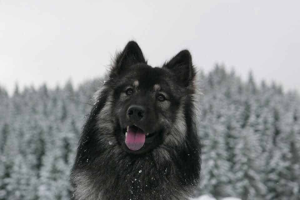 15 Of Our Favorite Wolf Like Dogs 9