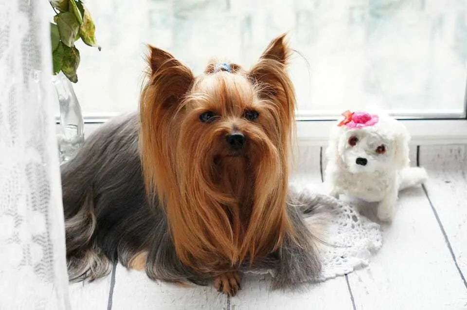 Long haired teacup store yorkie