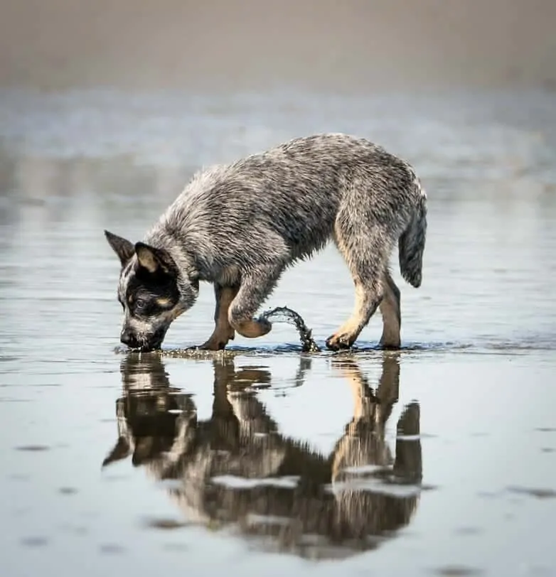 250 Wolf Names For Dogs That Look Like Wolves 7