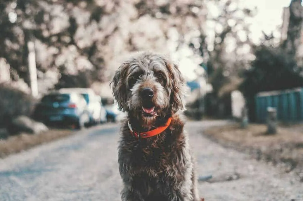 Ultimate Labradoodle Dog Breed Information Guide   9