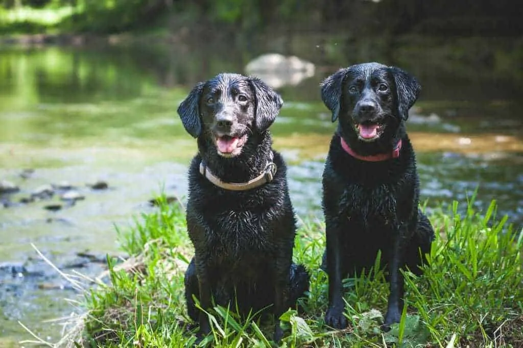 15 Things You Should Know About The Black Lab 9