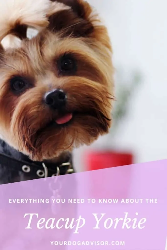 13 Things You Need To Know About The Teacup Yorkie  12