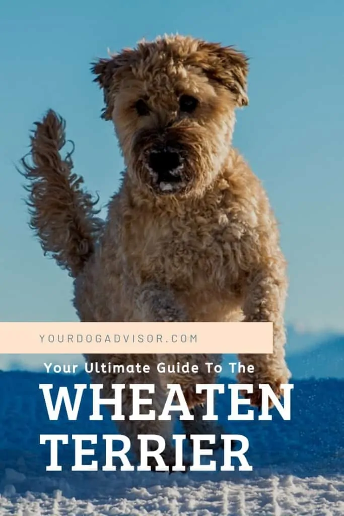 Your Ultimate Guide To The Wheaten Terrier 12