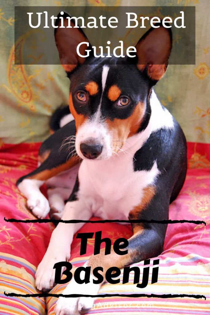 The Basenji - Ultimate Breed Information Guide 9 The Basenji - Ultimate Breed Information Guide 9