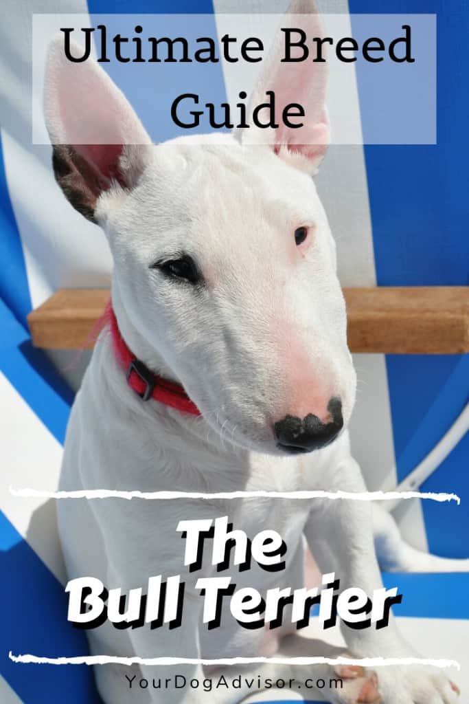 The Bull Terrier Ultimate Breed Information Guide Your Dog Advisor