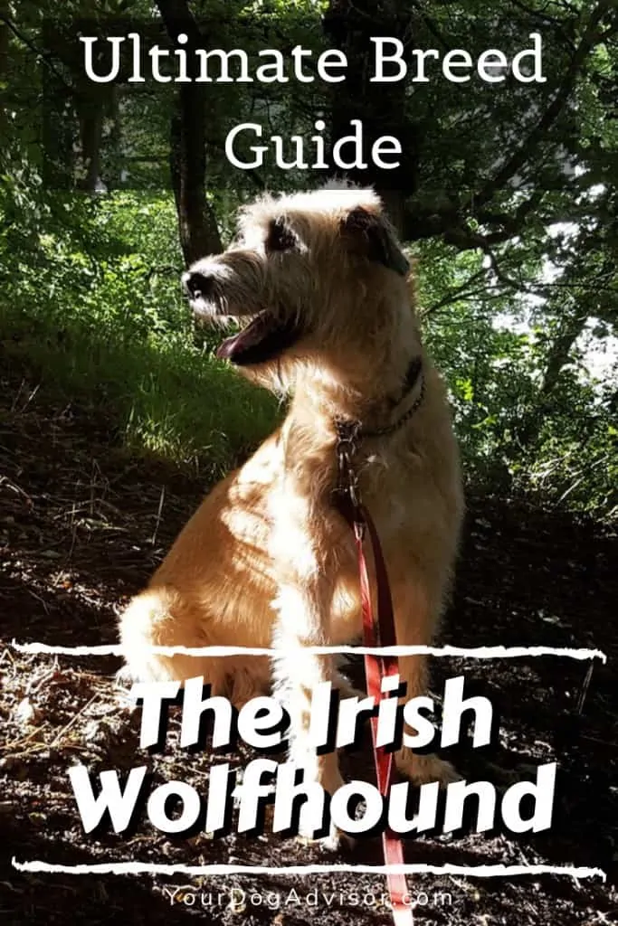 The Irish Wolfhound - Ultimate Breed Information Guide 9