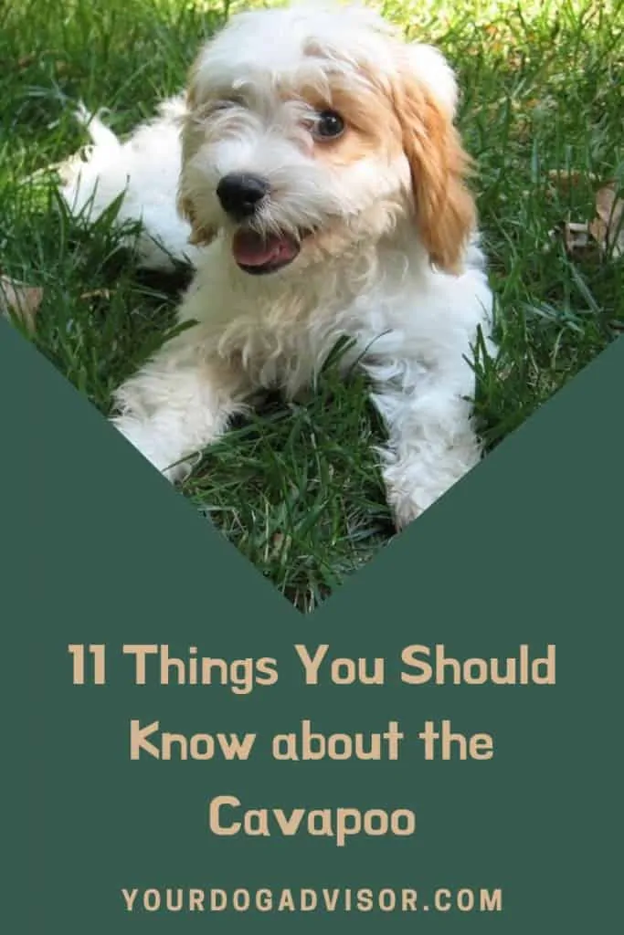 Cavapoo Dog Breed Information: 11 Things to Know 15