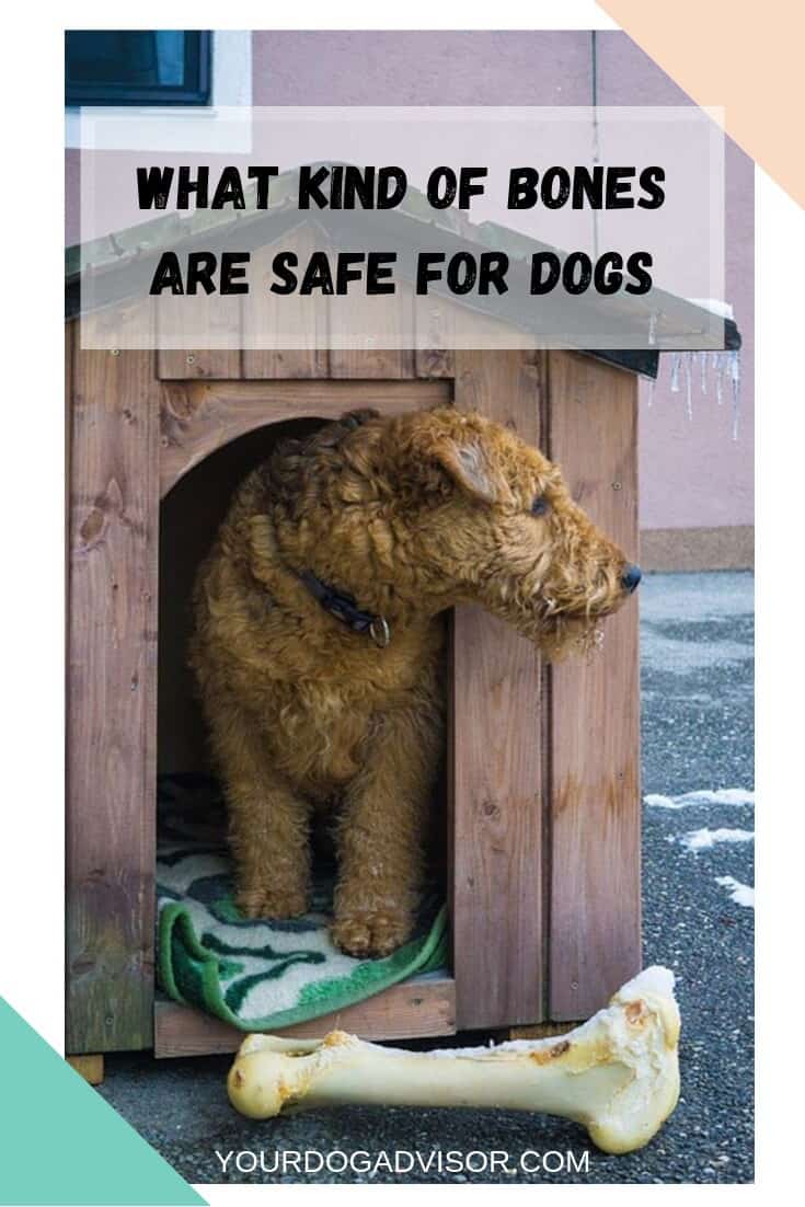 What Kind of Bones are Safe for Dogs Your Dog Advisor