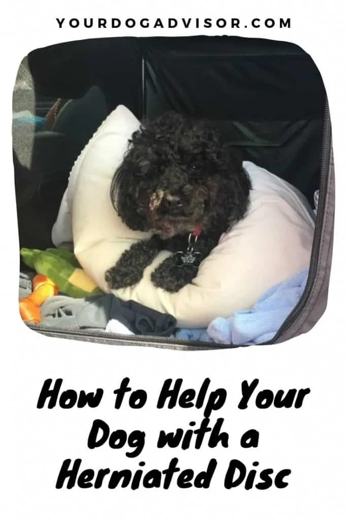 How to Help Your Dog with a Herniated Disc 4