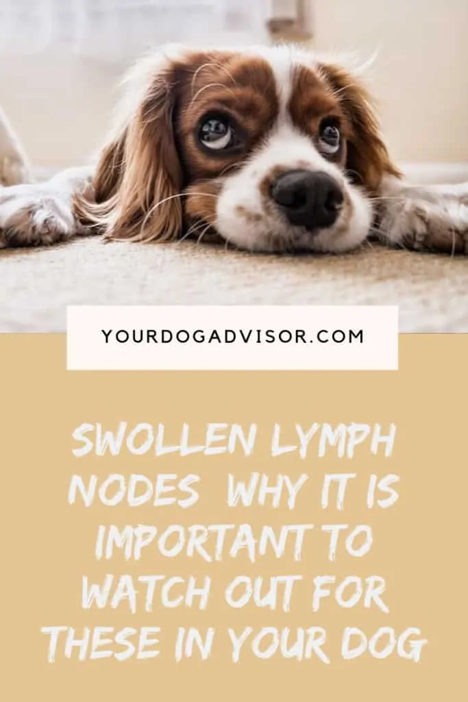 Dog Swollen Lymph Nodes? Here's What to Do 8