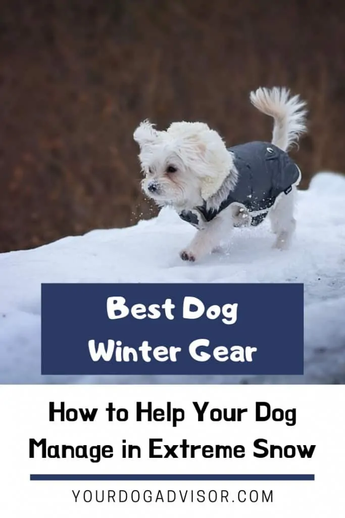 Best Dog Winter Gear - How to Help Your Dog Manage in Extreme Snow 2