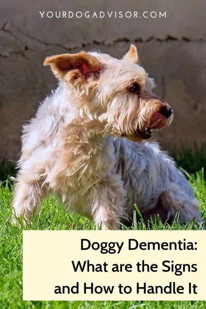 Doggy Dementia: What are the Signs and How to Handle It 10