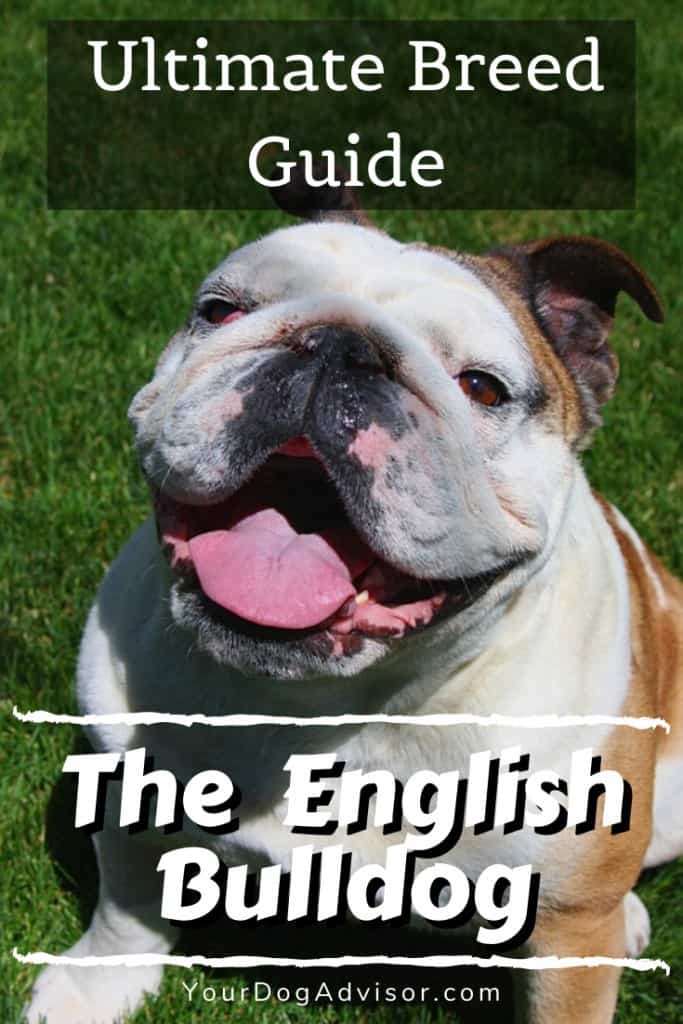 The English Bulldog - Ultimate Breed Information Guide 9 The English Bulldog - Ultimate Breed Information Guide 9
