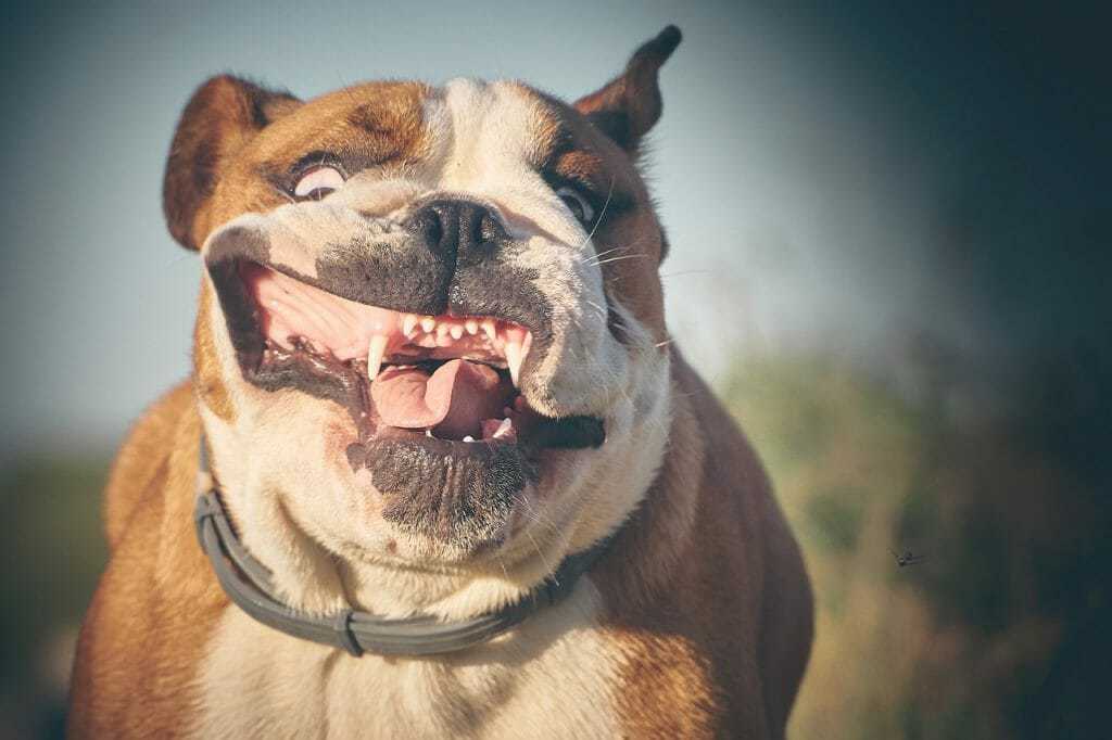 The English Bulldog - Ultimate Breed Information Guide 3 The English Bulldog - Ultimate Breed Information Guide 3