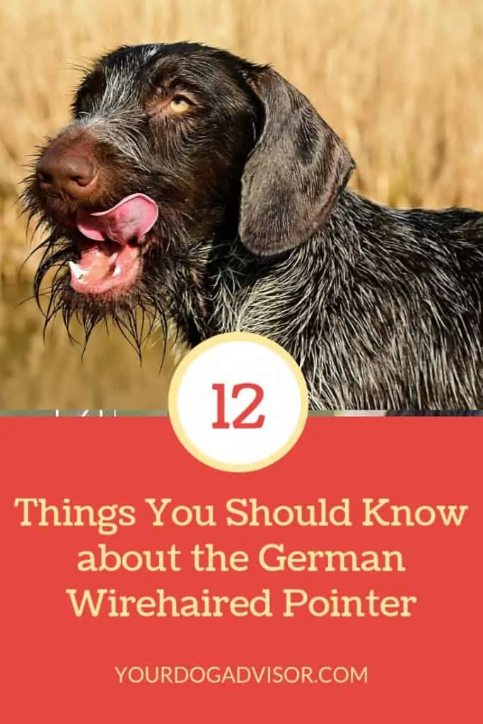 German Wirehaired Pointer Breed Information - 12 Things to Know 4