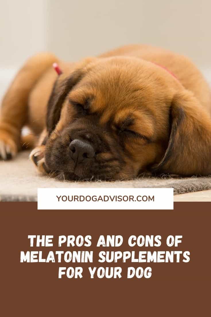 The Pros And Cons Of Melatonin Supplements For Your Dog Your Dog Advisor