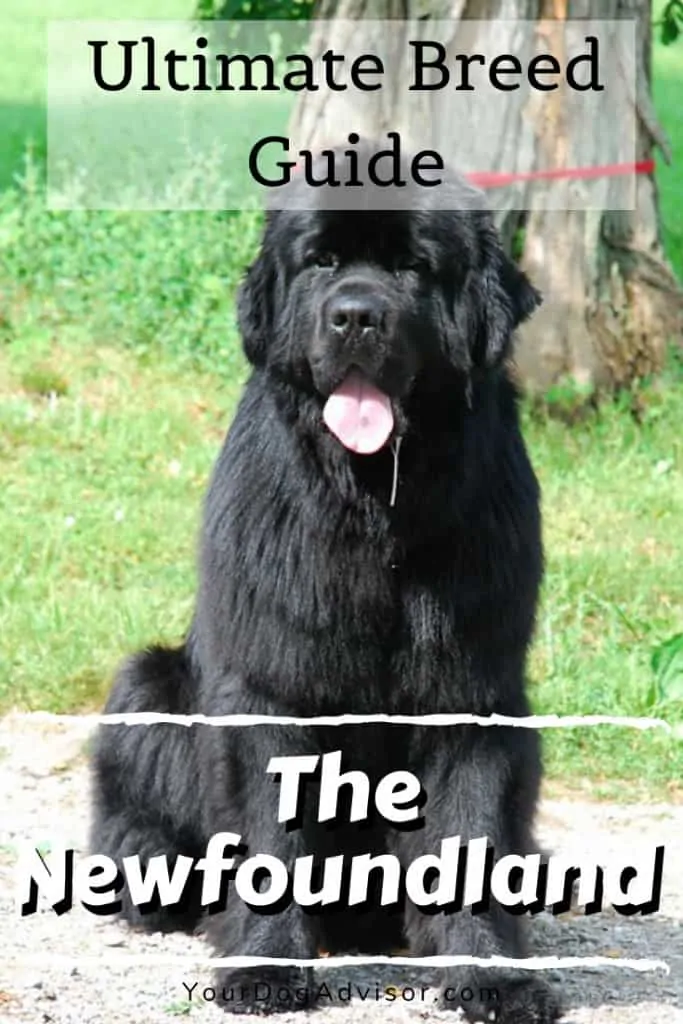 The Newfoundland - Ultimate Breed Information Guide 10