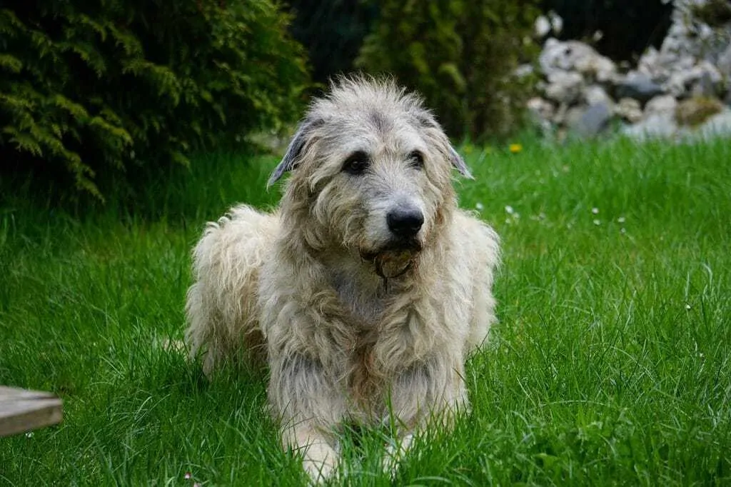 The Irish Wolfhound - Ultimate Breed Information Guide 1