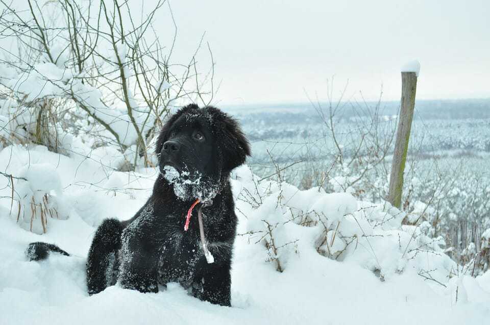 The Newfoundland - Ultimate Breed Information Guide - Your Dog Advisor