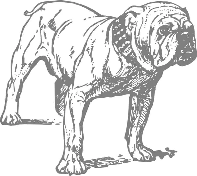 The English Bulldog - Ultimate Breed Information Guide 2