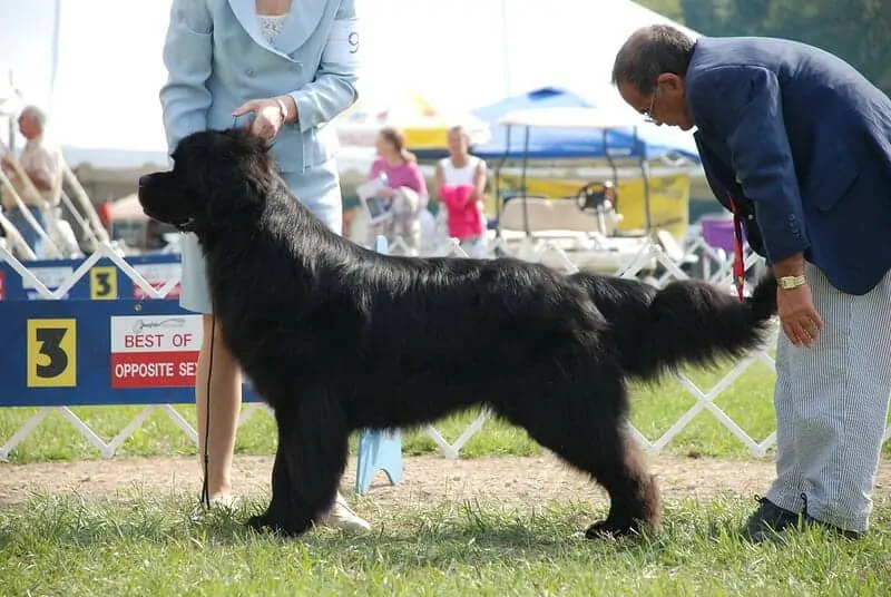 The Newfoundland - Ultimate Breed Information Guide 2