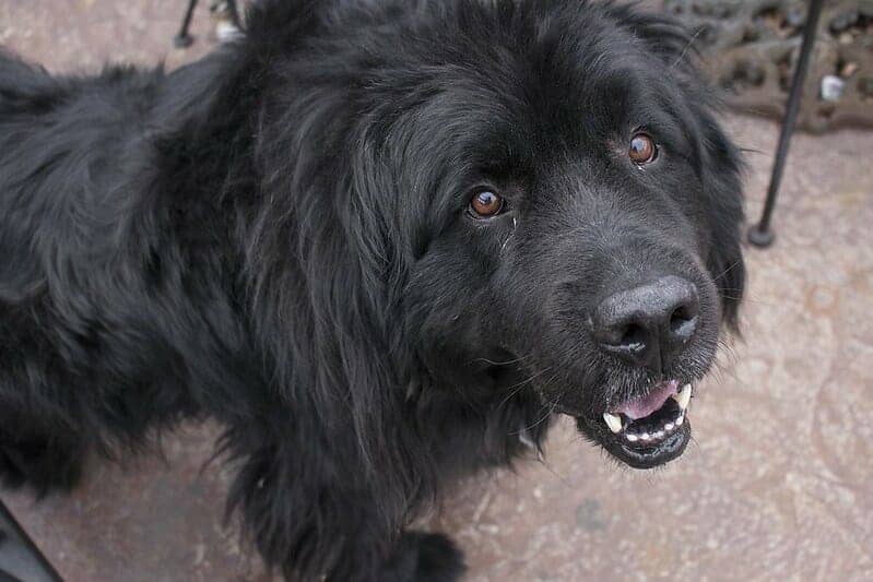 The Newfoundland Ultimate Breed Information Guide Your Dog Advisor