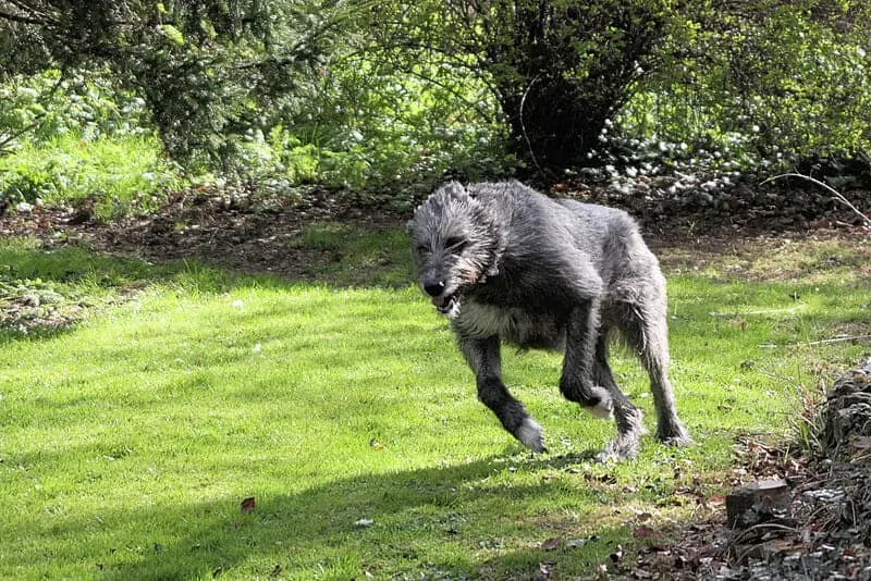 The Irish Wolfhound - Ultimate Breed Information Guide 3