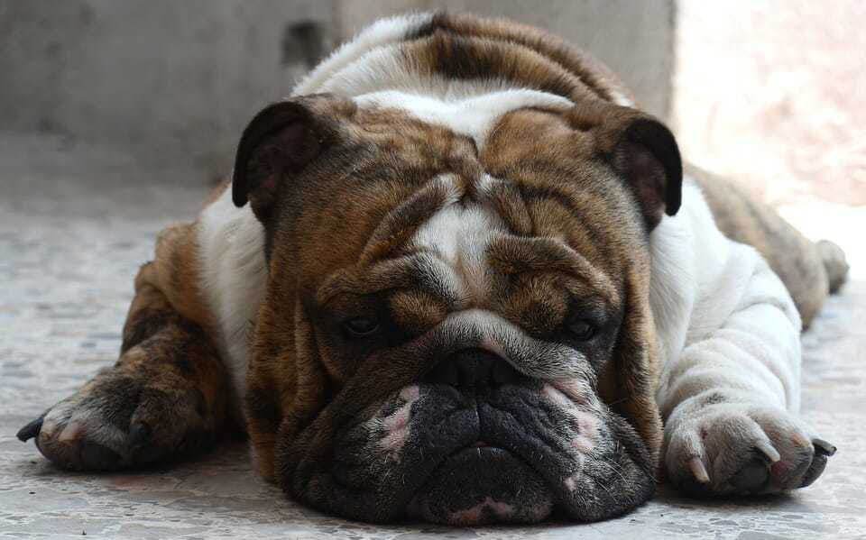 The English Bulldog - Ultimate Breed Information Guide 4 The English Bulldog - Ultimate Breed Information Guide 4