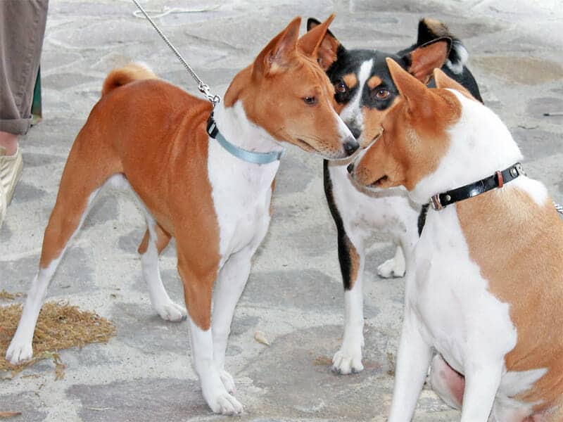 The Basenji - Ultimate Breed Information Guide 3 The Basenji - Ultimate Breed Information Guide 3