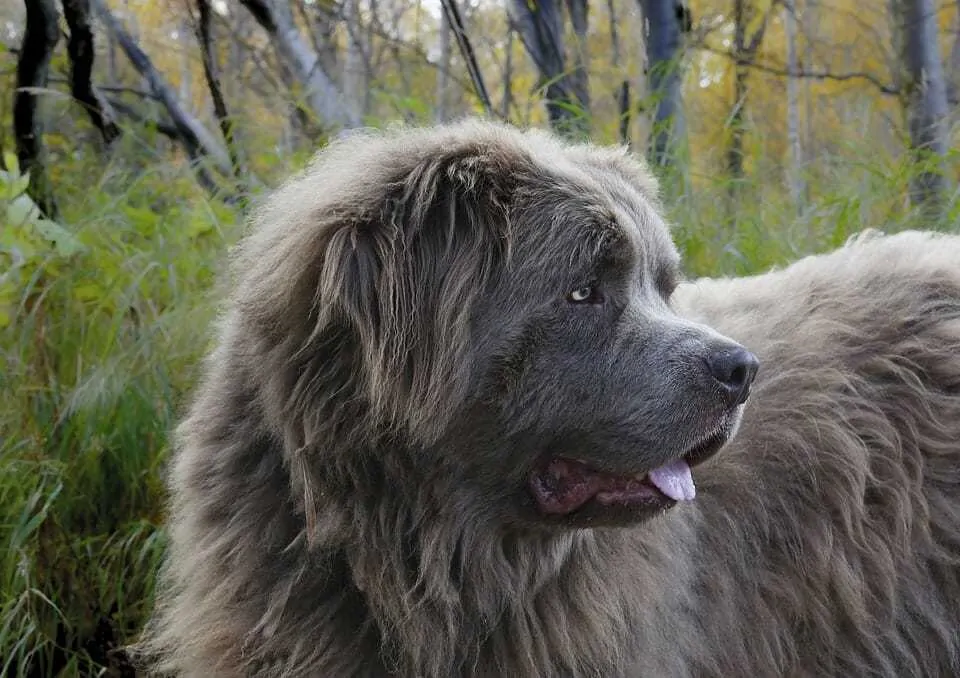 The Newfoundland - Ultimate Breed Information Guide 4