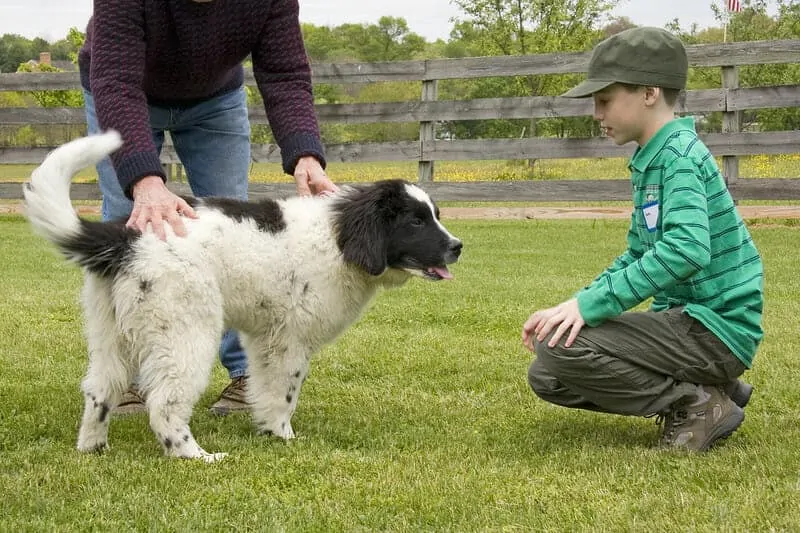 The Newfoundland - Ultimate Breed Information Guide 5