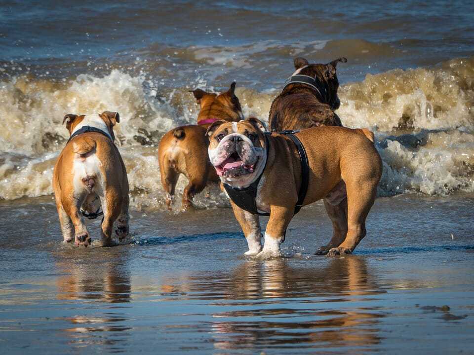 The English Bulldog - Ultimate Breed Information Guide 6 The English Bulldog - Ultimate Breed Information Guide 6