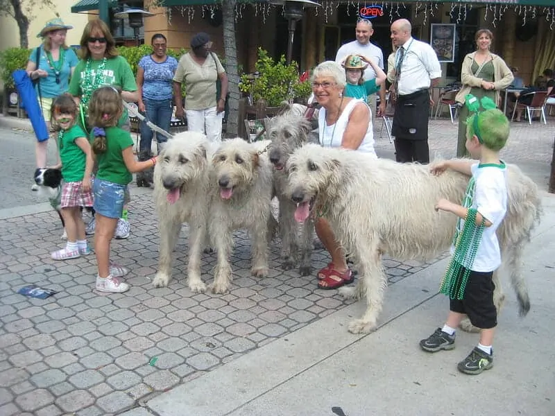 The Irish Wolfhound - Ultimate Breed Information Guide 6