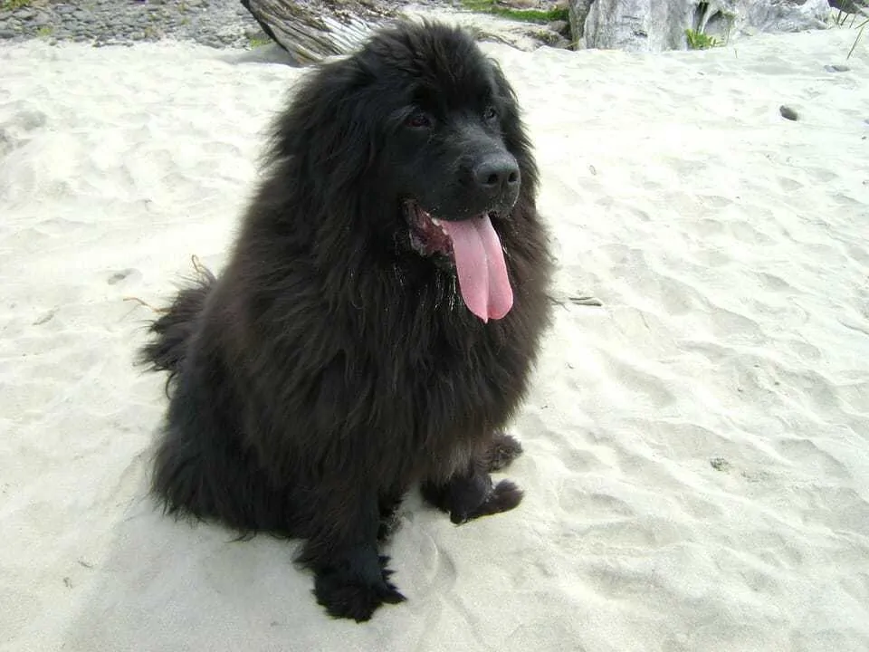 The Newfoundland - Ultimate Breed Information Guide 6