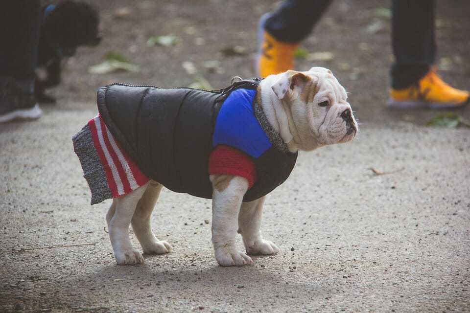 The English Bulldog - Ultimate Breed Information Guide 7 The English Bulldog - Ultimate Breed Information Guide 7