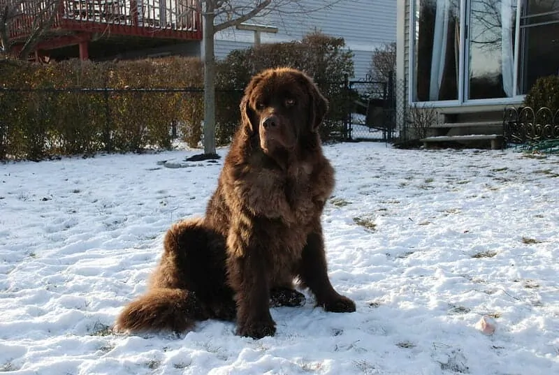 The Newfoundland - Ultimate Breed Information Guide 7