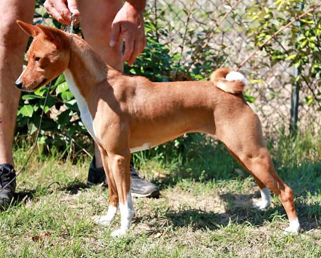 The Basenji - Ultimate Breed Information Guide 7 The Basenji - Ultimate Breed Information Guide 7