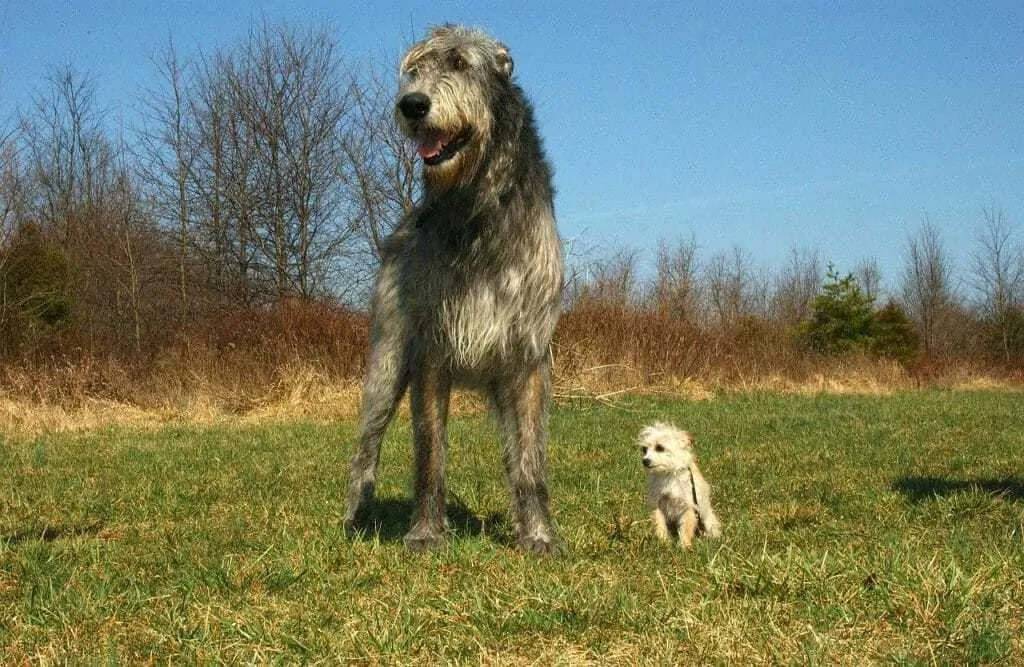 The Irish Wolfhound - Ultimate Breed Information Guide 8