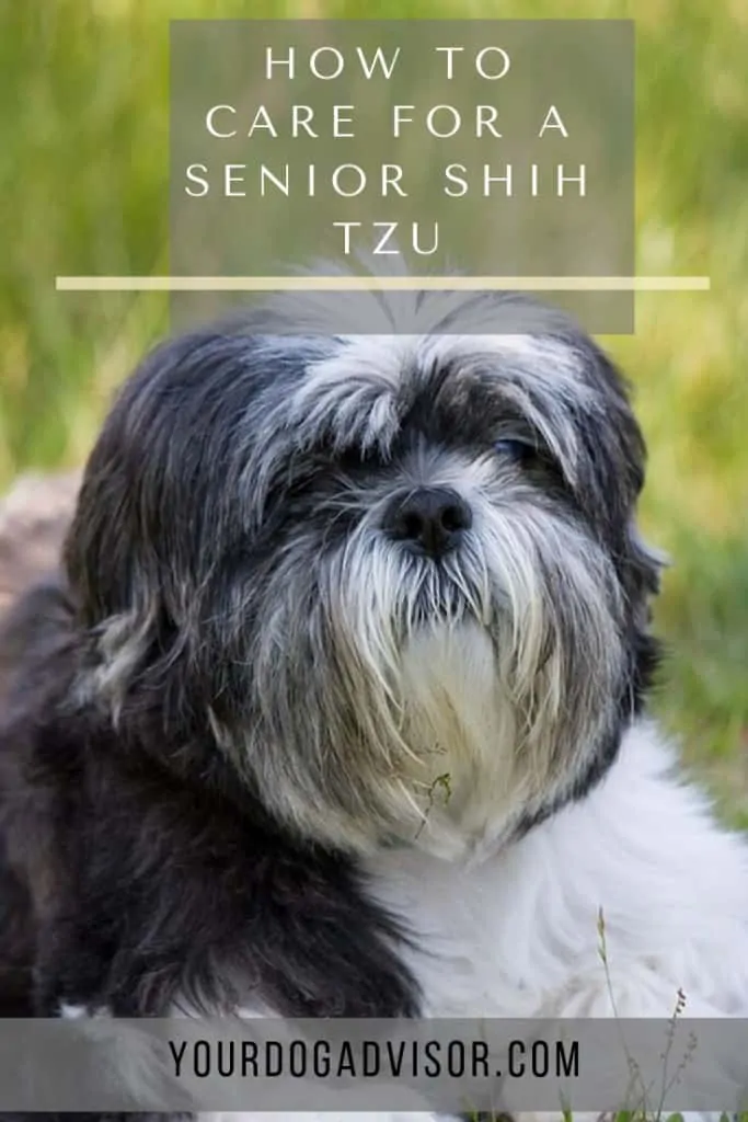 How to Care for a Senior Shih Tzu  6