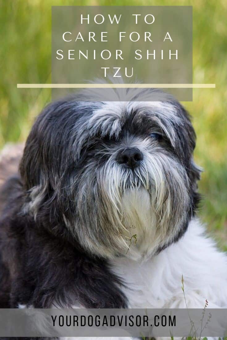 How to Care for a Senior Shih Tzu Your Dog Advisor