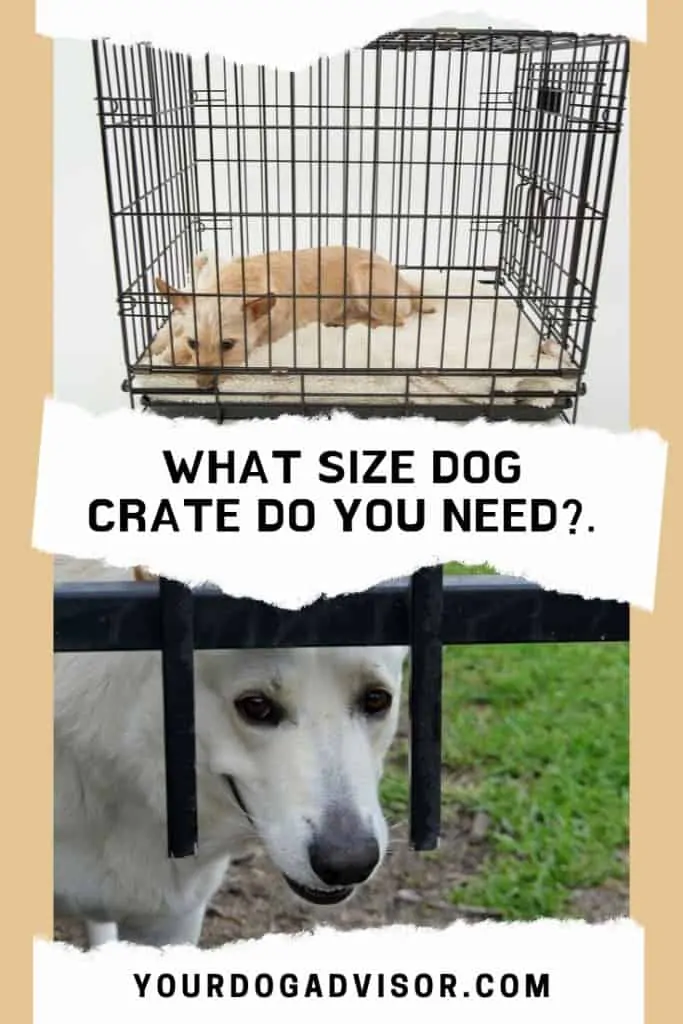 What Size Dog Crate Do You Need? 10