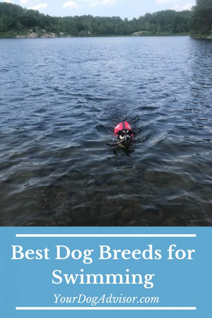 best dog breeds for water