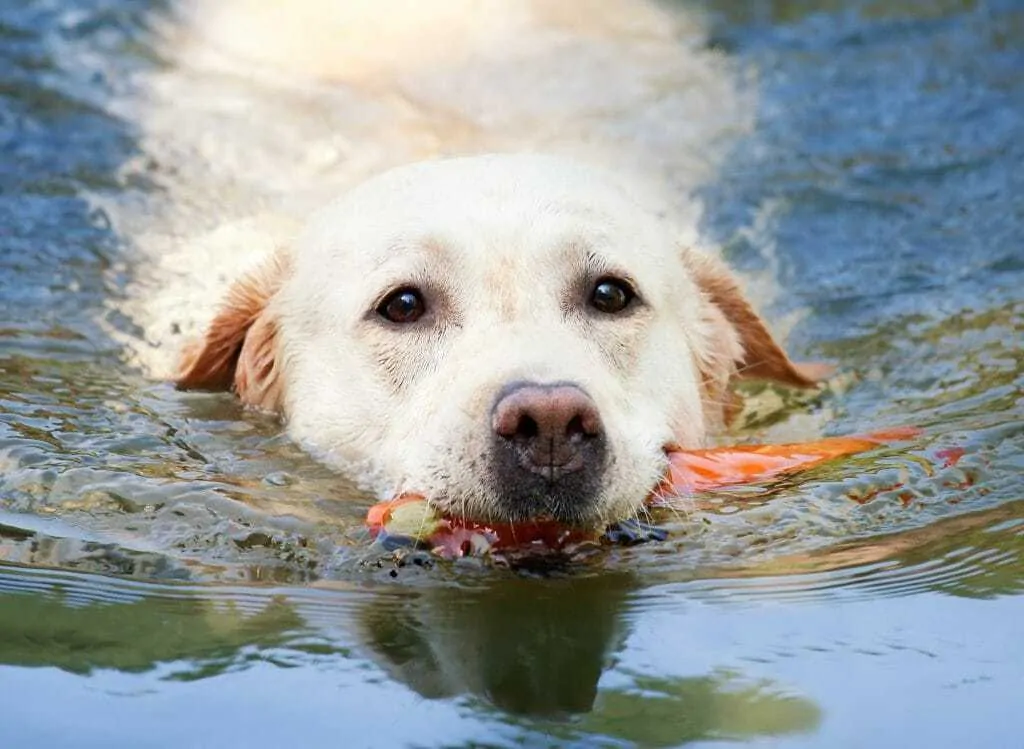 Best Swimming Dogs - The Best and Worst Dog Breeds for Swimming 9