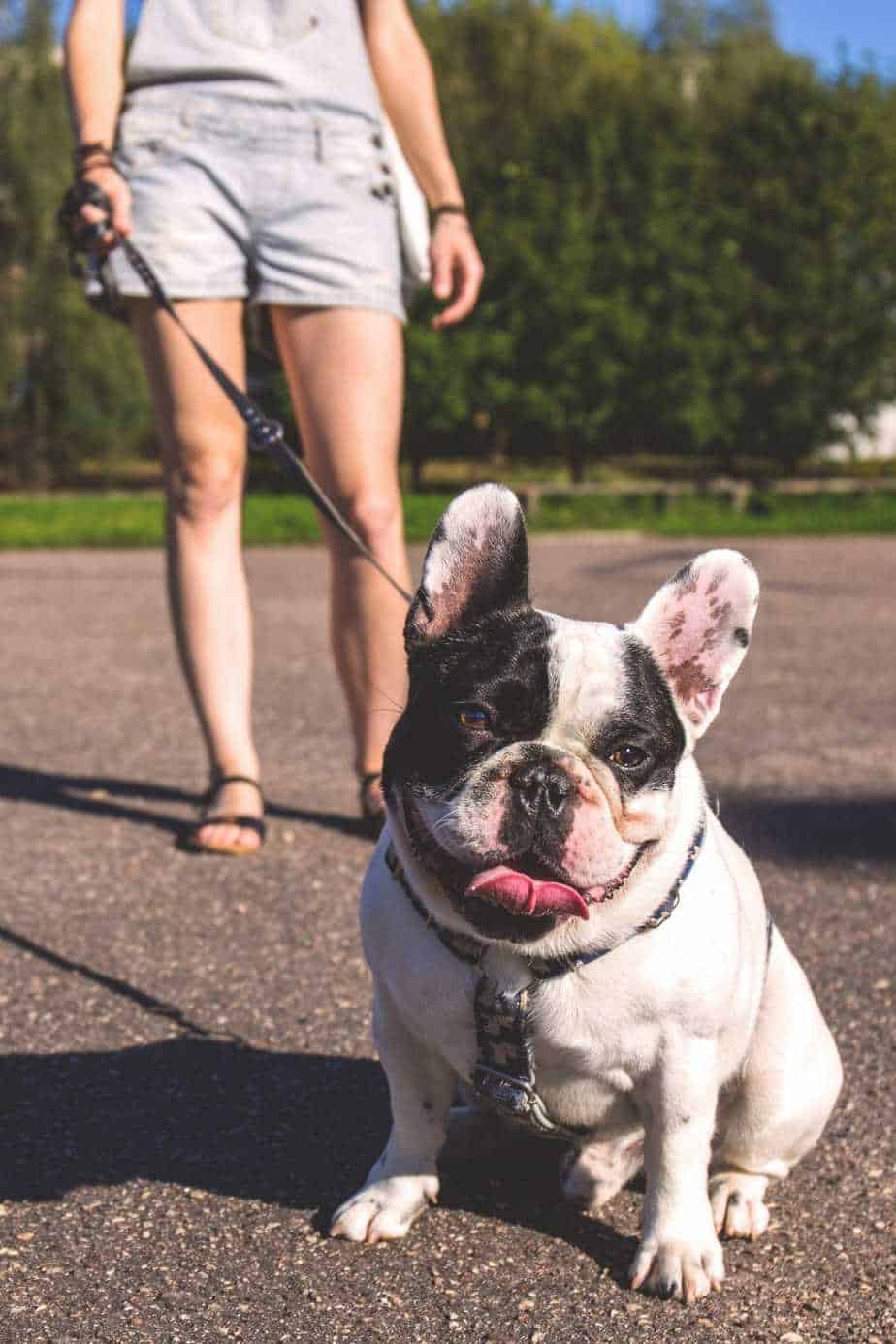 Best Dog for Single Women Your Dog Advisor