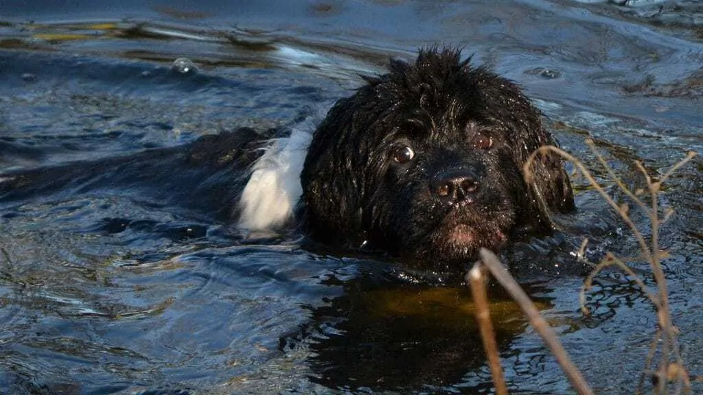 Best Swimming Dogs - The Best and Worst Dog Breeds for Swimming 10