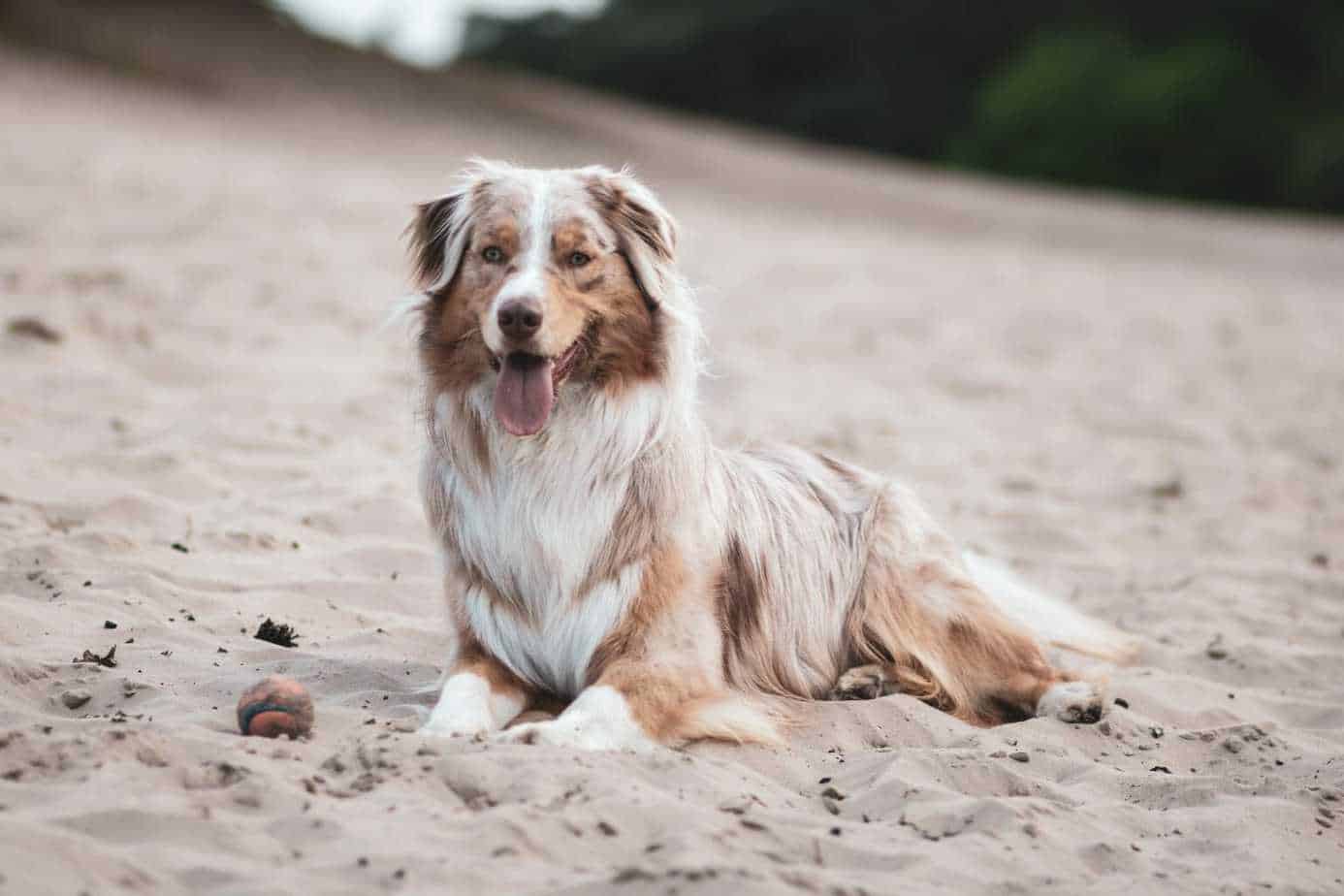 Best Dog for Single Women Your Dog Advisor