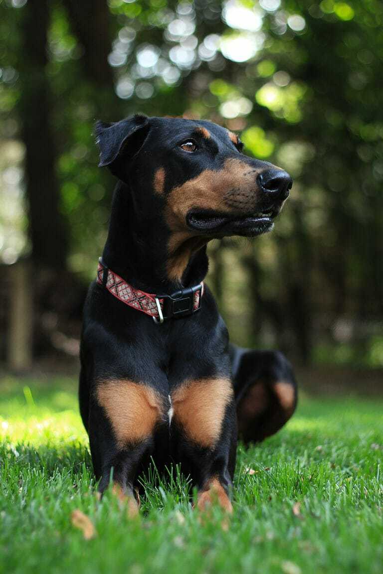 Best Dog for Single Men Your Dog Advisor