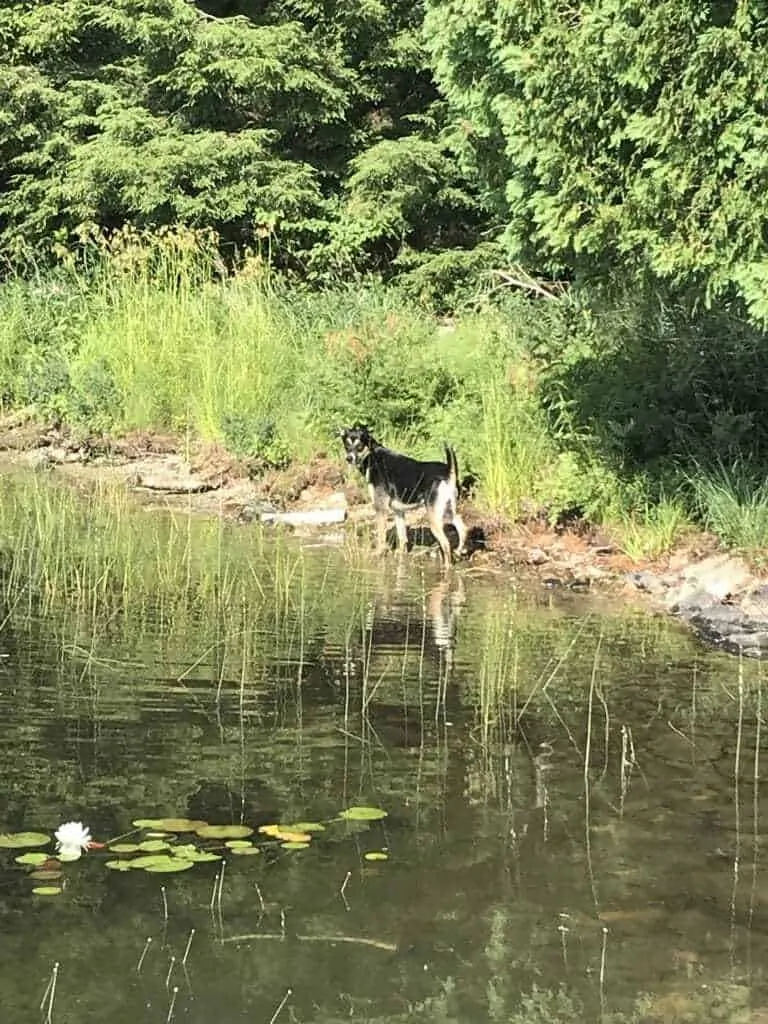 Best Swimming Dogs - The Best and Worst Dog Breeds for Swimming 1