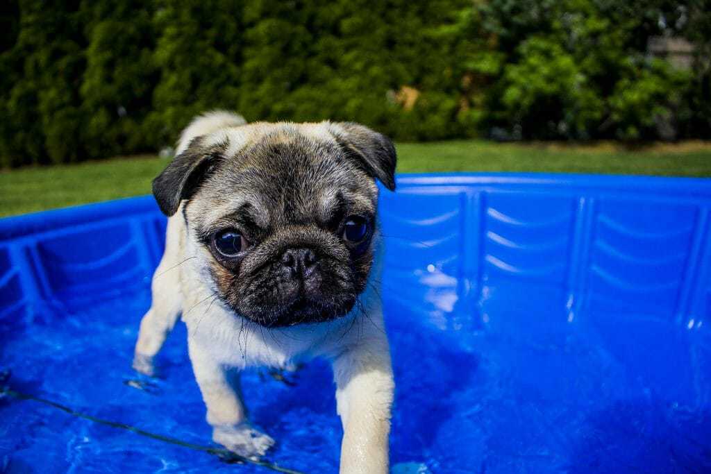 Best Swimming Dogs - The Best and Worst Dog Breeds for Swimming 5