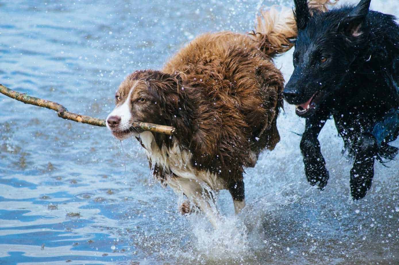 Best Swimming Dogs The Best and Worst Dog Breeds for Swimming Your